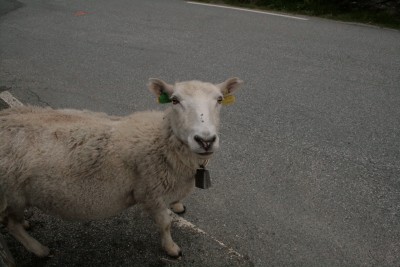 Die Schafe waren immer dabei.